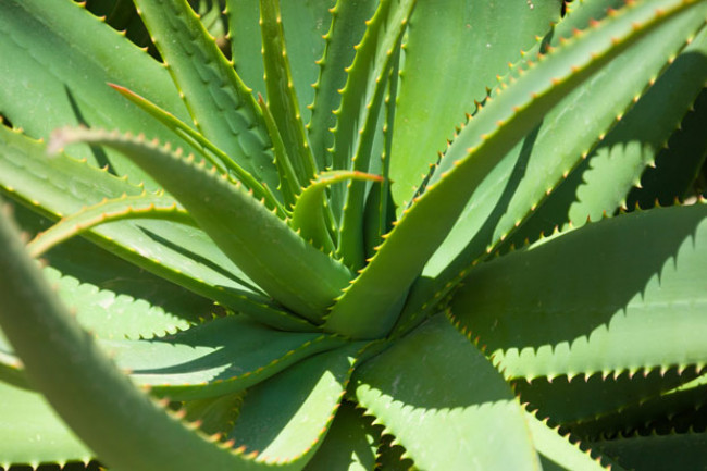 Aloe Vera: planta valoroasa cu efect regenerator