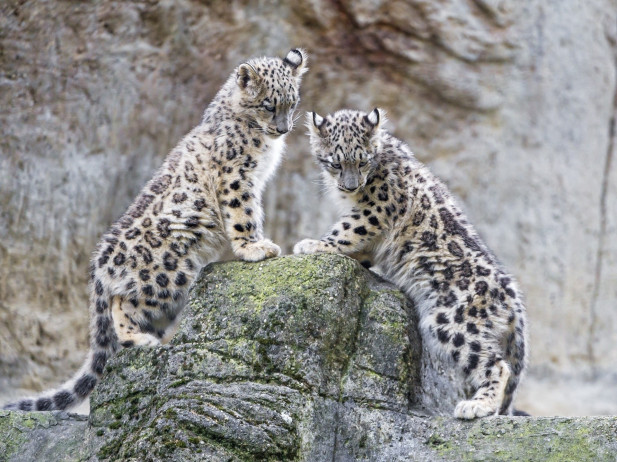 10 Animale pe cale de disparitie