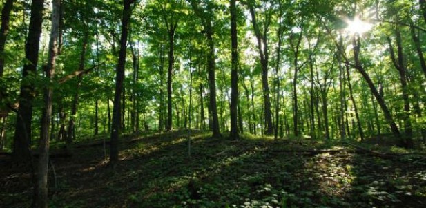 7 lucruri pe care nu le stiai despre arbori