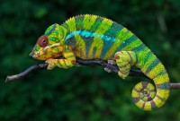 Cameleonul