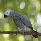 Nkisi, papagalul african de culoare gri