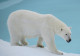 Ursul Polar: Totul despre viața și secretele Regelui Arcticii