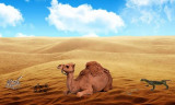 Cele mai fascinante curiozitati despre desert
