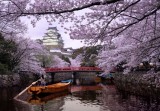 Sacura simbol al Japoniei
